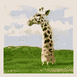 mr_karasov